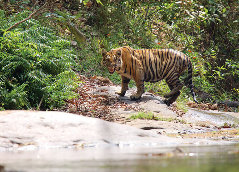 Parambikulam Tiger Reserve